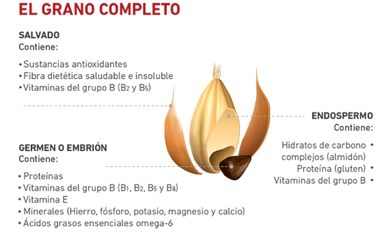 esquema-partes-grano-completo